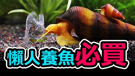 懶人養魚|怦然心動懶人養魚法，一個月不清魚缸之術 No need。